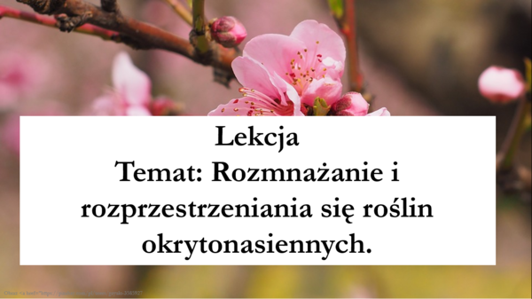 Okrytonasienne cz.2 - klasa 5 - prezentacja
