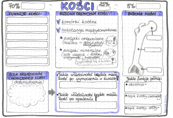 Kości - układ szkieletowy (kostny) - klasa 7 - kolor