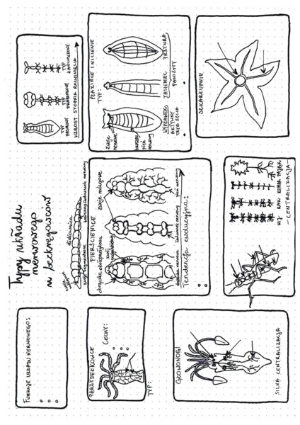 Typy układu nerwowego u bezkręgowców