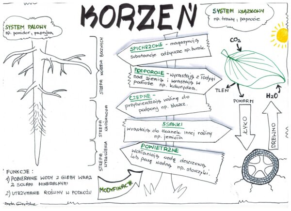 Biologia. Korzeń - klasa 5 - wklejka