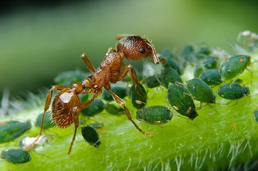 Ciekawostki o mrówkach