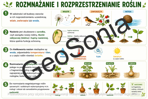 Rozprzestrzenianie okrytonasienne biologia klasa 5 sketchnotka