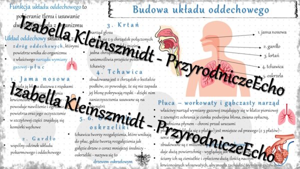 Sketchnotka - notatka „Budowa i funkcjonowanie układu oddechowego” wykonana w power point do edycji. Biologia 7; „Układ oddechowy