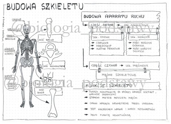 Klasa 7 - Budowa szkieletu - sketchnotka