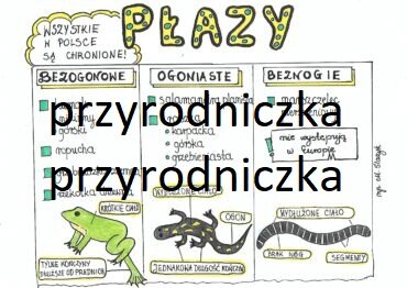 Klasa 6. Biologia. Przegląd płazów