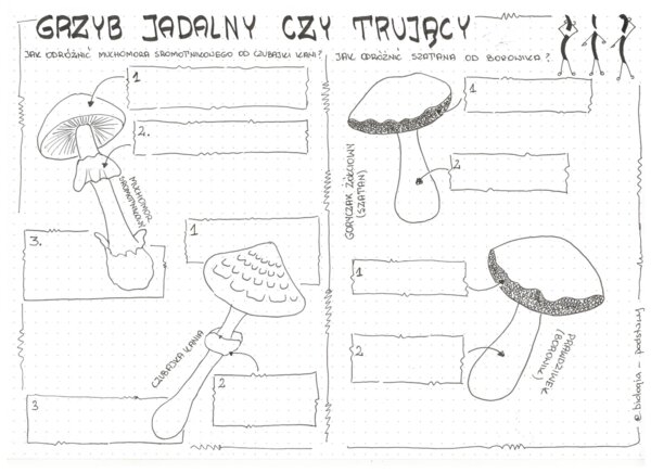 Jak odróżnić grzyb jadalny od trującego? - klasa 5