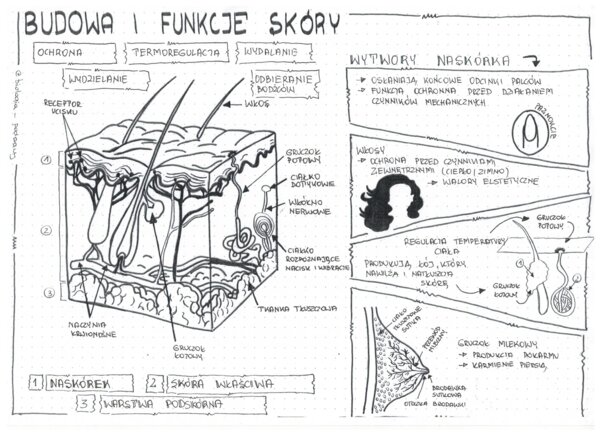 Klasa 7 - Skóra. Budowa i funkcje - sketchnotka