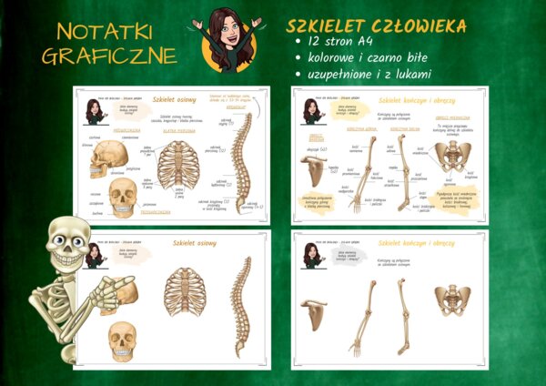 Notatki graficzne BIOLOGIA - Szkielet człowieka (dostępny do połowy października)