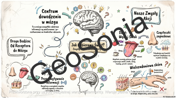 Zmysł smaku, węchu i dotyku. biologia klasa 7 sketchnotka
