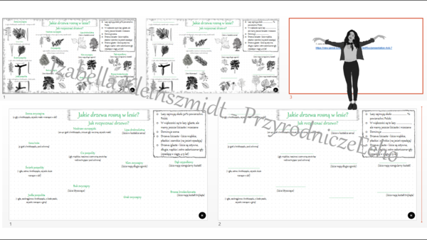 Mini zestaw do tematu „Jakie drzewa rosną w lesie?” – sketchnotka i 2 x karta pracy w pptx do edycji + gratisowo: wzór sketchnotki w pdf i link do prezentacji multimedialnej niekomercyjnej wykonanej w genial.ly do indywidualnego pobrania i użycia do celó