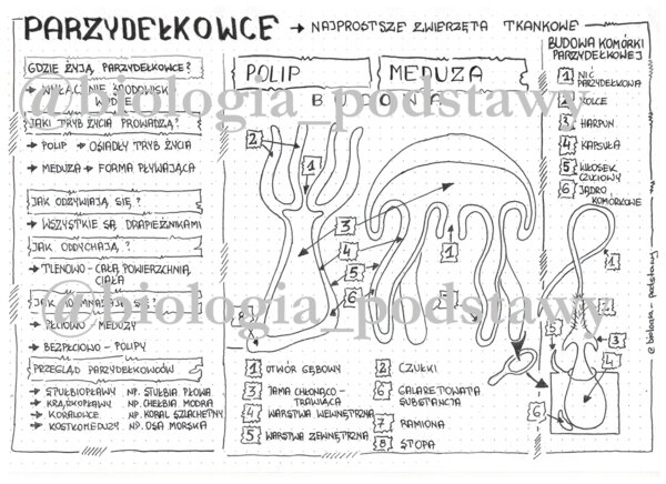 Klasa 6 - Parzydełkowce - sketchnotka