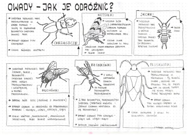 Klasa 6 - Owady - sketchnotka