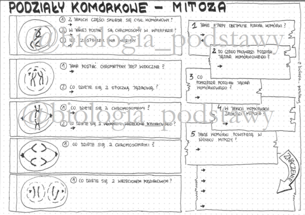 Klasa 8 - Mitoza - KP