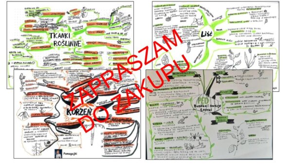 ? Biologia 5 klasa - tkanki i organy roślinne - zestaw sketchnotek