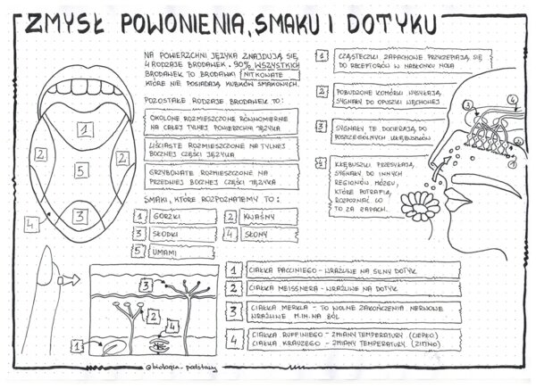 Zmysł smaku, powonienia, dotyku - klasa 7 - sketchnotka