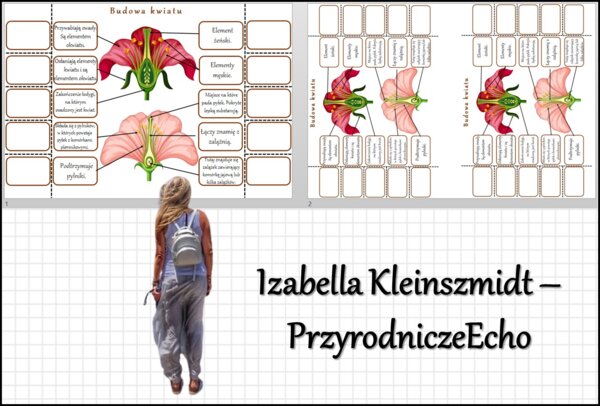 Notatka okienkowa „Budowa kwiatu”, „Okrytonasienne” w pdf. Biologia 5 dział „Różnorodność roślin”.