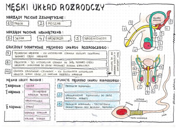 Męski układ rozrodczy - anatomia - klasa 7 - kolorowa sketchnotka