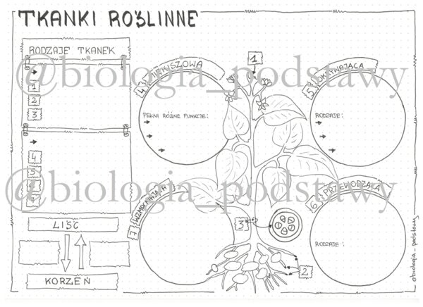 Klasa 5 - Tkanki roślinne - kp