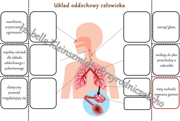 Notatka okienkowa „Budowa układu oddechowego”. Przyroda 4 / Biologia 7. „Układ oddechowy”, „Układ oddechowy zapewnia wymianę gazową”