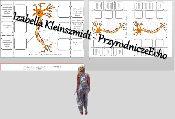Notatka okienkowa „Budowa neuronu” – wykonana w power point do edycji. Biologia 6 . Dział „Świat zwierząt”