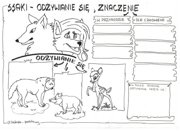 Ssaki - klasa 6 - karta pracy cz.3