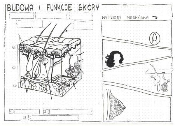 Klasa 7 - Skóra. Budowa i funkcje - karta pracy