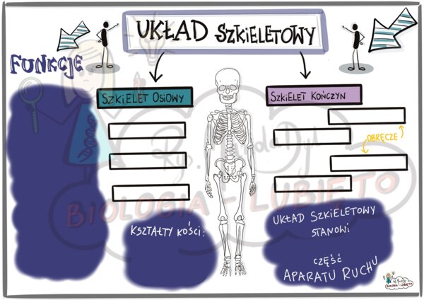 Układ szkieletowy. Klasa 7 Karta pracy