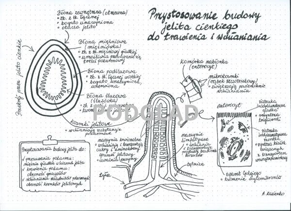 Jelito cienkie - Przystosowanie budowy jelita cienkiego do pełnionych funkcji
