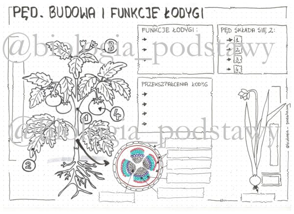 Klasa 5 - Pęd. Budowa i funkcje łodygi - KP