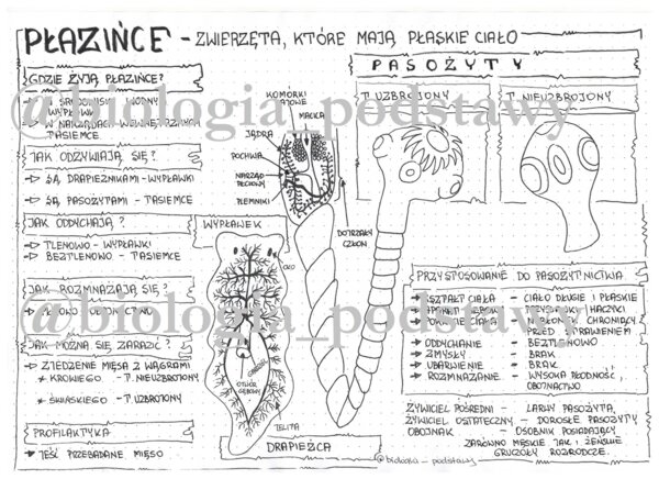 Klasa 6 - Płazińce - sketchnotka