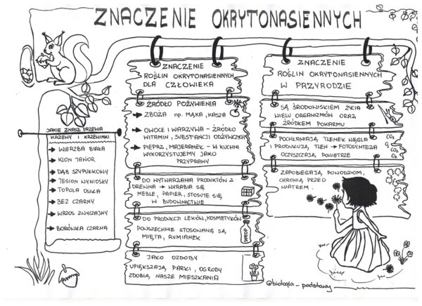 Okrytonasienne - klasa 5 - sketchnotka cz.3