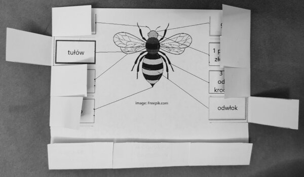 Owady - okienkowa notatka