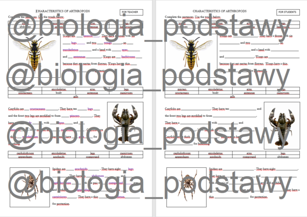 Klasa 6 - Cechy stawonogów - notatka w języku angielskim