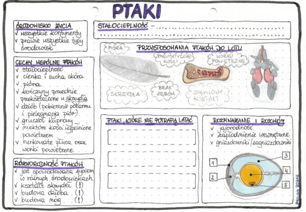 Ptaki - kolor - klasa 6