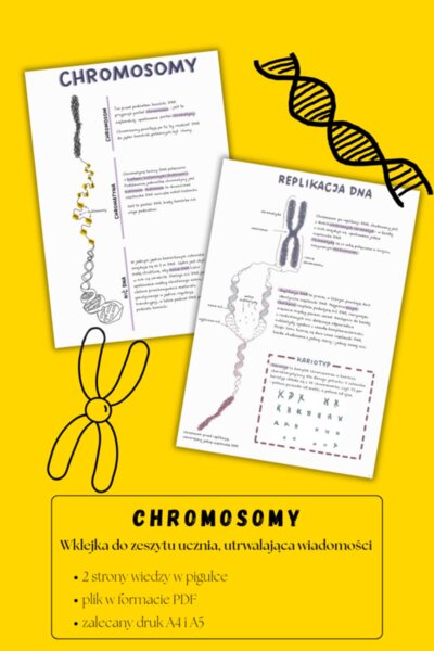 Chromosomy - sketchnotka - wklejka | Biologia | klasa 8