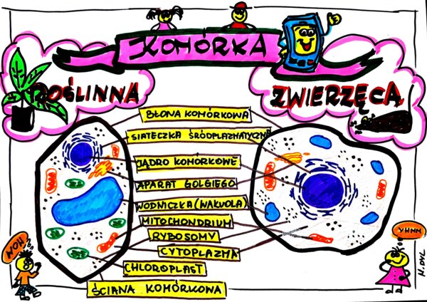 Klasa 5. Biologia. Komórka roślinna i zwierzęca (karta pracy kolorowa)