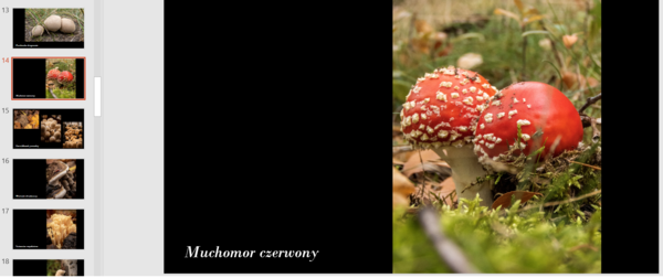 43 GATUNKI GRZYBÓW - PREZENTACJA ZDJĘCIOWA