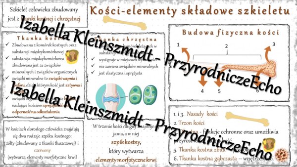 Sketchnotka - notatka „Kości – elementy składowe szkieletu” wykonana w power point do edycji. Biologia 7; „Aparat ruchu”