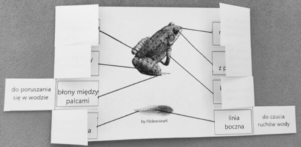 Płazy - okienkowa notatka