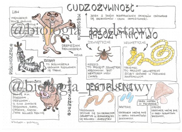 Klasa 5 - Cudzożywność - sketchnotka
