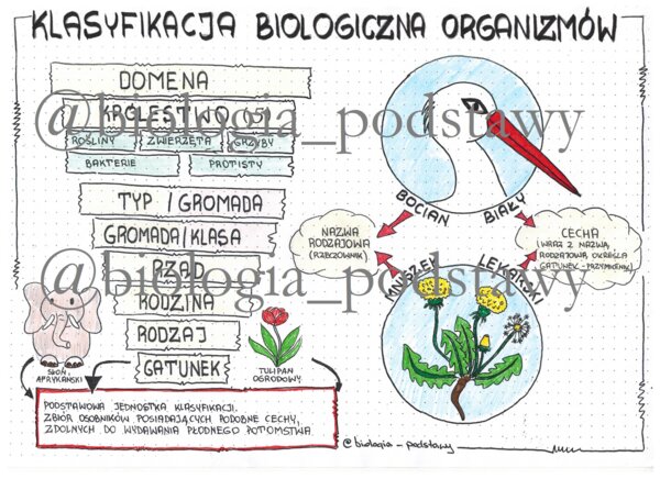 Klasa 5 - Klasyfikacja organizmów - kolorowa sketchnotka