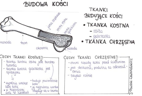 Budowa kości