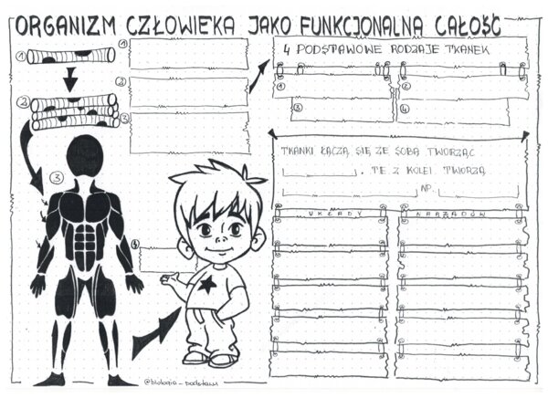 Klasa 7 - Organizm człowieka jako funkcjonalna całość - karta pracy