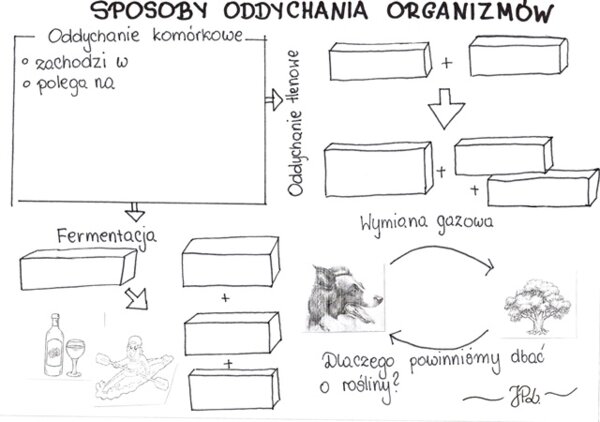Sposoby oddychania organizmów (KP 1)