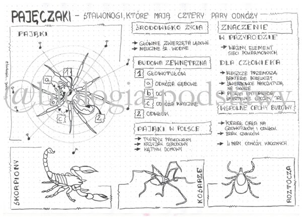 Klasa 6 - Pajęczaki - sketchnotka