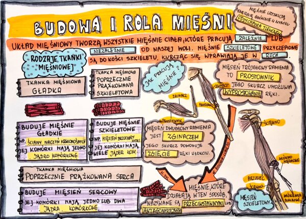 Klasa 7. Biologia. Budowa i rola mięśni (dwie karty pracy: kolorowa + do uzupełnienia)