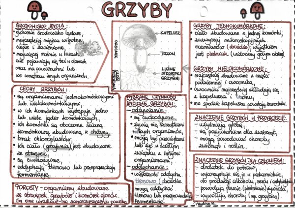 Grzyby - kolor (klasa 5)
