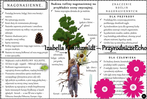 Sketchnotka/książeczka/notatka/wklejka/ściąga dla ucznia i przypomnienie dla nauczyciela/edukacja domowa. Temat „Nagonasienne”. Materiał w pdf. Biologia 5, dział „Różnorodność roślin”. Nowość 2024/2025.