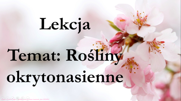 Okrytonasienne cz.1 - klasa 5 - prezentacja