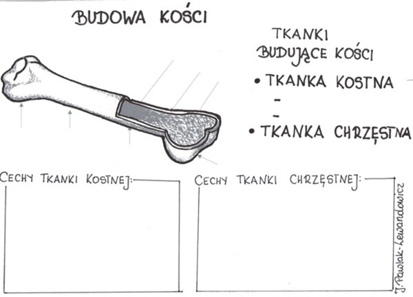 Budowa kości - karta pracy